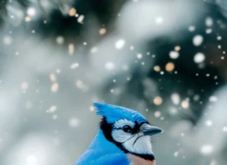 A blue jay perched on a tall pine branch in the snow, bright feathers contrasting the white landscape, ideal for a bird iPhone wallpaper.