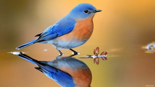 A bluebird and its reflection captured in perfect symmetry on the still surface of a pond.