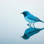 A bluebird and its reflection captured in perfect symmetry on the still surface of a pond.