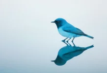 A bluebird and its reflection captured in perfect symmetry on the still surface of a pond.