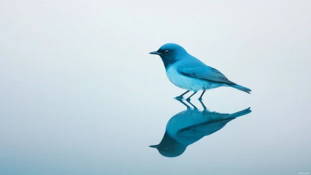 A bluebird and its reflection captured in perfect symmetry on the still surface of a pond.