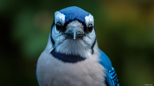 A bold close up of a blue jay looking directly at the viewer.