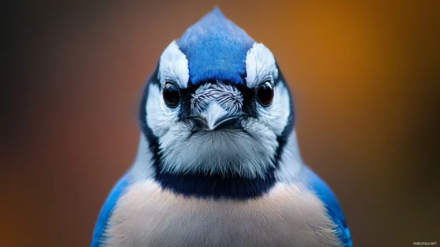 A bold close up of a blue jay looking directly at the viewer.