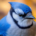A bold close up of a blue jay looking directly at the viewer, captured for a blue bird background for desktop.