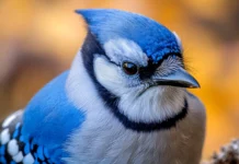 A bold close up of a blue jay looking directly at the viewer, captured for a blue bird background for desktop.
