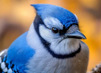 A bold close up of a blue jay looking directly at the viewer, captured for a blue bird background for desktop.