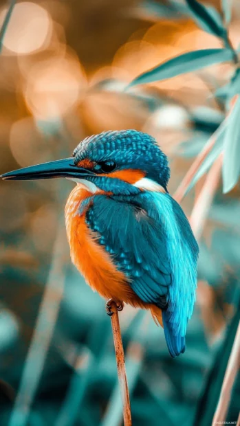 A close up of a kingfisher resting on a thin reed, its bright blue and orange plumage popping against soft green bokeh.