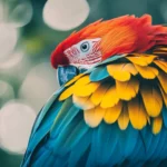 A close up of a parrot colorful feathers with a blurred jungle background.