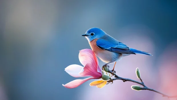 A delicate bluebird perched on the tip of a blooming magnolia branch, morning light filtering softly through the petals.