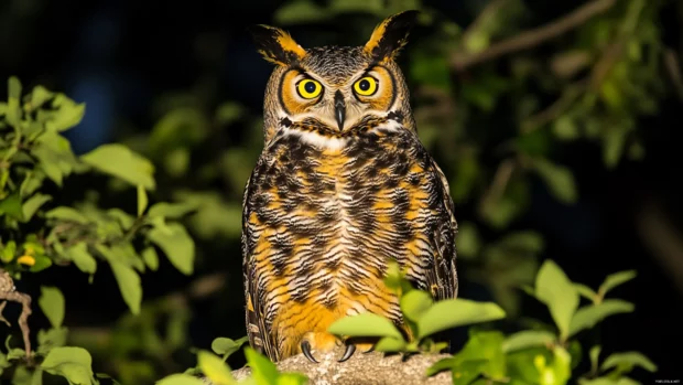 A great horned owl sitting silently on a tree branch under moonlight, piercing yellow eyes glowing.