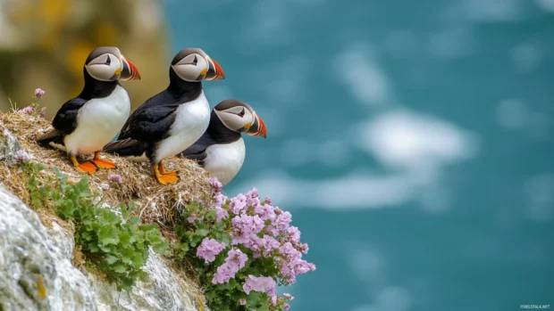 A group of puffins nesting on a seaside cliff, their comical beaks highlighted by golden hour light.