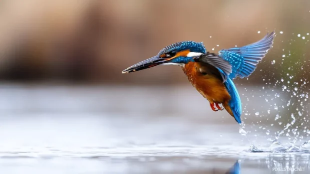 A kingfisher captured mid dive, beak piercing the water surface, vibrant blue and orange feathers glowin.