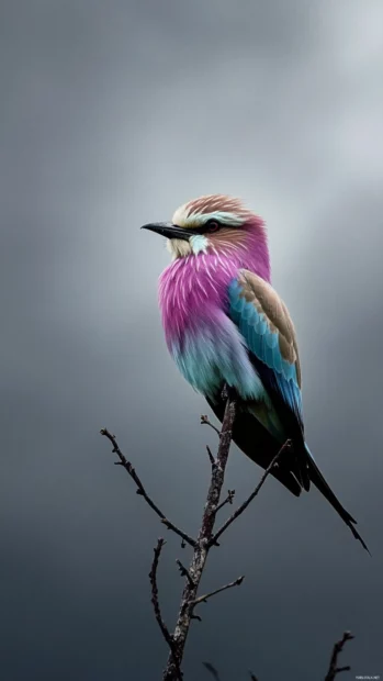 A lilac breasted roller perched on a single tall twig, gray background.