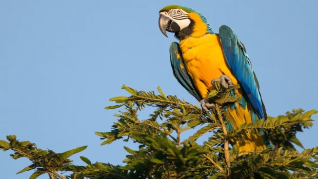 A majestic blue and yellow macaw looking into the horizon from the top of a tall tree, wind ruffling its feathers.