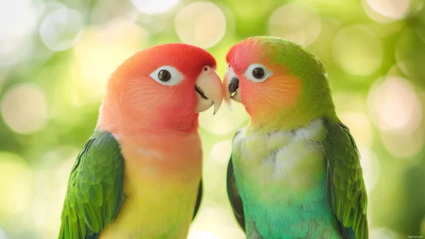 A pair of parrots sharing fruit in a vibrant tropical setting, soft sunlight and blurred greens creating a peaceful mood.