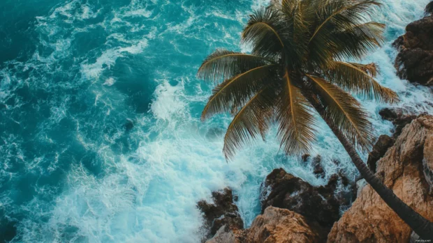 A palm tree leaning over a rocky coastline HD wallpaper.