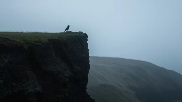 A parrot looking over a cliff at dawn, surrounded by early morning fog, suitable for a parrot bird wallpaper.