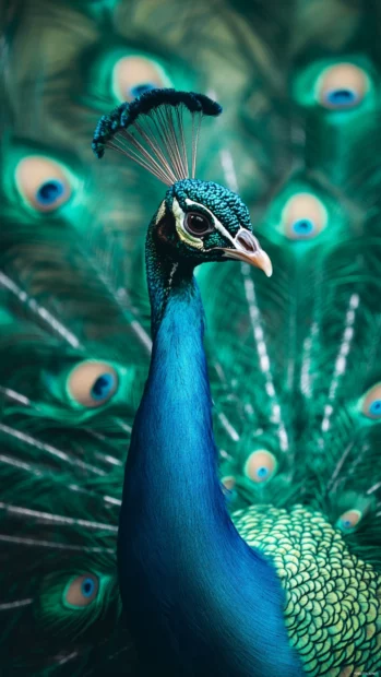 A peacock standing tall in the center of the frame, tail feathers trailing behind in perfect symmetry.