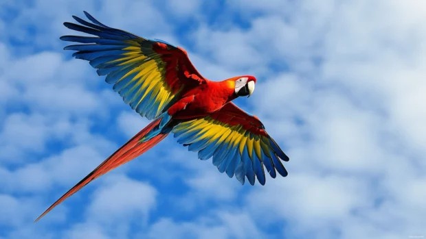 A red parrot flying across the sky with wings fully extended, vibrant and dramatic, perfect for a parrot bird wallpaper.