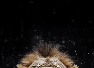 A roaring lion with raindrops falling around it, captured in high speed photography, showcasing raw power.