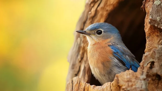 A young bluebird resting in a hollow tree trunk, warm light illuminating its feathers from within.