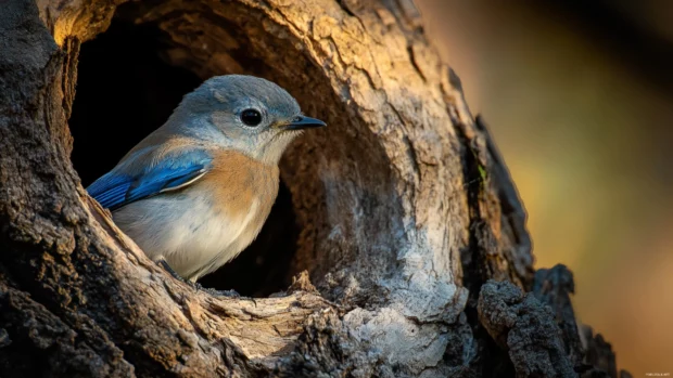 A young bluebird resting in a hollow tree trunk, warm light illuminating its feathers from within.