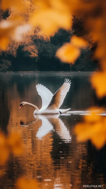 Bird iPhone background, graceful swan glides on golden lake, autumn trees around.