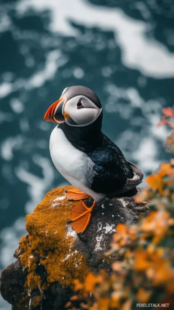 Bird iPhone wallpaper featuring a puffin looking out from a seaside cliff, dramatic ocean waves crashing below.