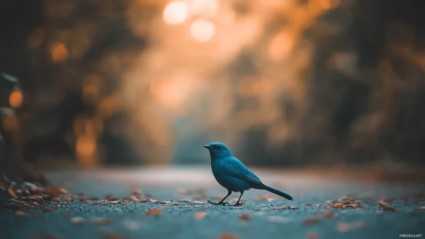 Blue bird aesthetic wallpaper with a fantasy glowing bluebird in a forest full of magical light.
