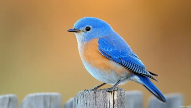 Blue bird desktop wallpaper with an Eastern bluebird sitting on a rustic wooden fence at dusk.