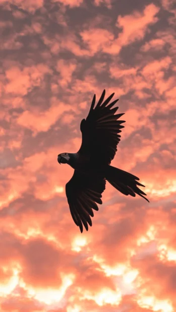 Parrot bird wallpaper captured from below as a parrot flies through pink clouds at sunrise.