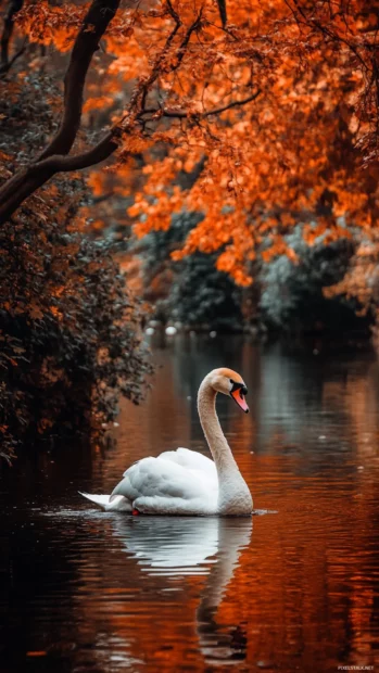 Swan in white on canal, autumn trees frame, captured low and vertical.