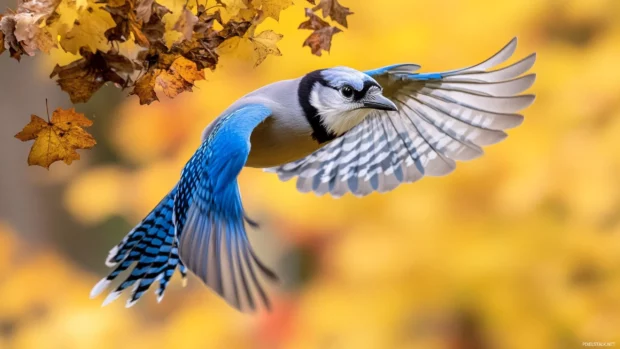 Vibrant blue jay mid flight, wings spread over golden field, early autumn leaves scatter below.