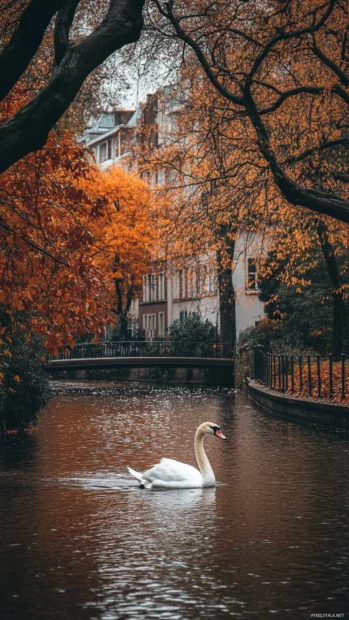 White swan glides in narrow canal, autumn trees around, shot from low vertical angle.