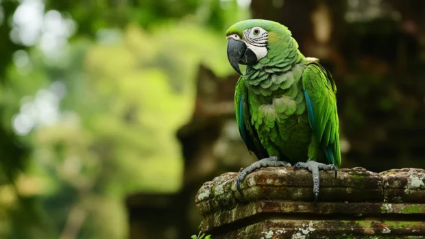 parrot background featuring a lone parrot resting in the ruins of an ancient temple.