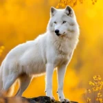 A beautiful wolf wallpaper showing a white wolf standing in golden light beneath a forest canopy.