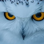 A bold close up of icy feathers surrounding the owl face.