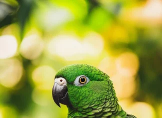 A calm green parrot resting on bamboo, framed by a blurred forest.