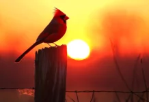 A cardinal silhouette atop a weathered fence post at sunrise.