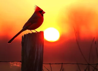 A cardinal silhouette atop a weathered fence post at sunrise.