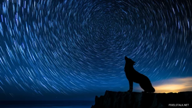 A celestial wolf formed from star trails, standing on a cliff facing the galaxy.