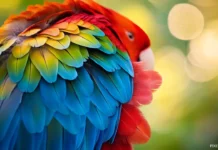 A close up of a parrot colorful feathers with a blur backgroud.