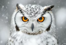 A close up portrait of an owl with rich amber eyes, framed against a blurred winter forest.