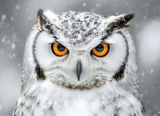 A close up portrait of an owl with rich amber eyes, framed against a blurred winter forest.