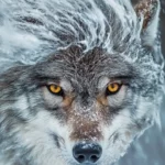 A close up vertical portrait of a furious wolf with fur blowing wildly in the storm.