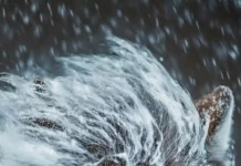 A close up vertical portrait of a furious wolf with fur blowing wildly in the storm.