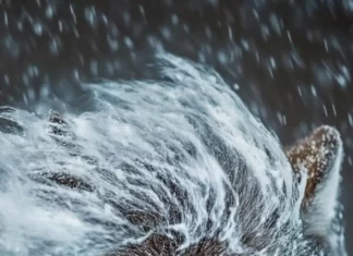 A close up vertical portrait of a furious wolf with fur blowing wildly in the storm.