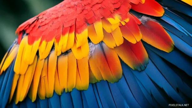A close up view of the macaw wing, fanned out to show its full range of colors and textures.