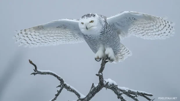 A dramatic low angle shot of a white owl landing on a gnarled branch in heavy fog.