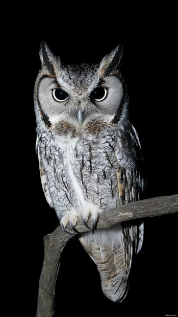 A dramatic nighttime scene with an owl captured mid blink under moonlight.